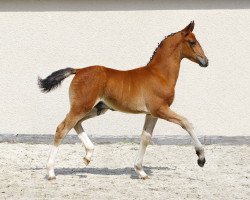 horse Milan (Sachs-door. Heavy Warmbl., 2021, from Mylord 163)