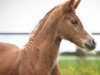 dressage horse Das bunte Glück U (German Riding Pony, 2021, from Belissimo HS)