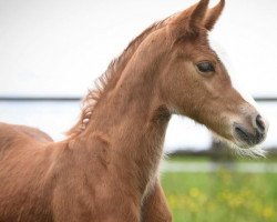 Dressurpferd Das bunte Glück U (Deutsches Reitpony, 2021, von Belissimo HS)