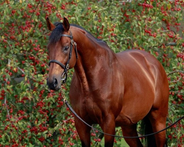 stallion Zarak xx (Thoroughbred, 2013, from Dubawi xx)