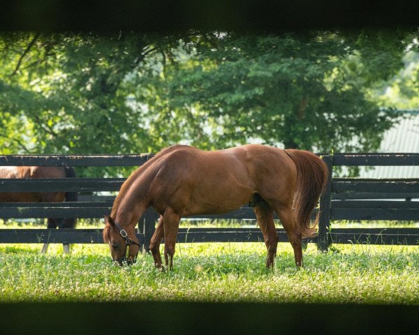 stallion Vino Rosso xx (Thoroughbred, 2015, from Curlin xx)