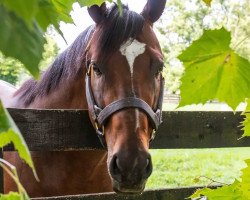 stallion Cinco Charlie xx (Thoroughbred, 2012, from Indian Charlie xx)