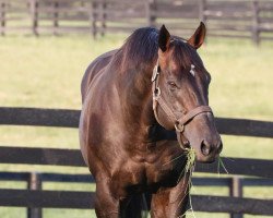 stallion Twirling Candy xx (Thoroughbred, 2007, from Candy Ride xx)