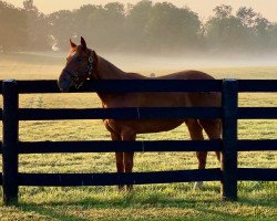 horse Zilkha xx (Thoroughbred, 2020, from Candy Ride xx)