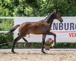 dressage horse Stute von Viva Gold / Bernay (Oldenburg, 2022, from Viva Gold OLD)