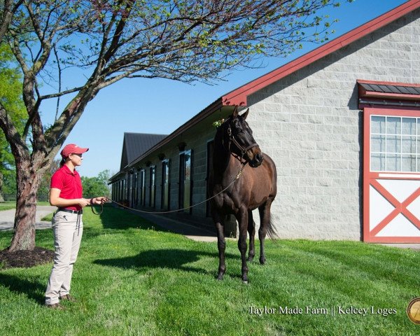 broodmare Serengeti Empress xx (Thoroughbred, 2016, from Alternation xx)