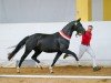 broodmare Falbala (Austrian Warmblood, 2020, from For Romance I)