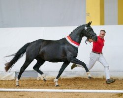 Zuchtstute Falbala (Österreichisches Warmblut, 2020, von For Romance I)