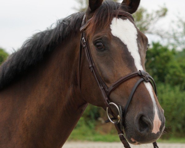 broodmare Loving Liesch (Holsteiner, 2018, from Lovelight 3)