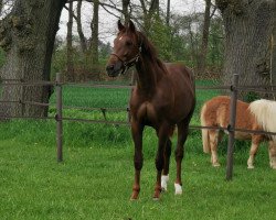 Deckhengst Big Blue HS (Holsteiner, 2019, von Big Star)