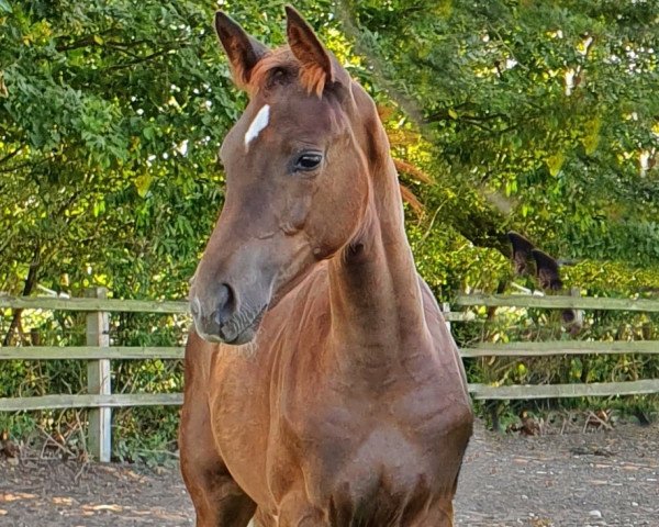 dressage horse Vivienne (Hanoverian, 2020, from Valdiviani)