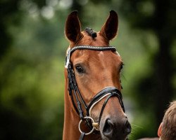 broodmare Vivandine (Hanoverian, 2017, from Vitalis)