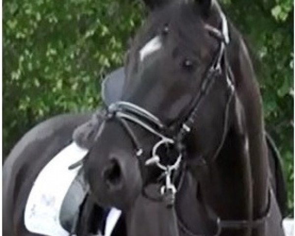 dressage horse Fürst Henry (Hanoverian, 2017, from Fuerst William Old)