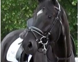 dressage horse Fürst Henry (Hanoverian, 2017, from Fuerst William Old)