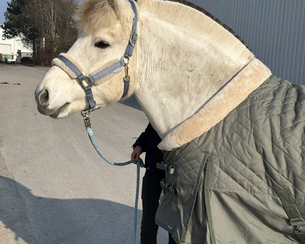 Pferd Sjoenne (Fjordpferd, 2018, von Solfin Skovå)