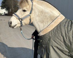 Pferd Sjoenne (Fjordpferd, 2018, von Solfin Skovå)