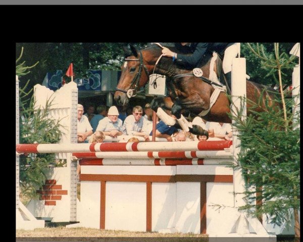 Pferd Power (New-Forest-Pony, 1977, von Silverlea Calypso)