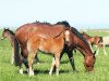 broodmare Oki Doki (New Zealand Warmblood, 2001, from Barbarian)