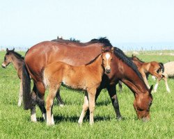 Zuchtstute Oki Doki (Neuseeländisches Warmblut, 2001, von Barbarian)