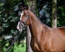 Springpferd Caetano ZFK (Schweizer Warmblut, 2021, von Cevin Costner)