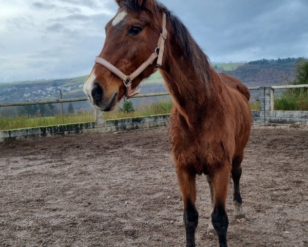 horse Cayenne (Selle Français, 1995, from Shogun II)