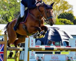 horse Athena (New Zealand Warmblood, 2009, from Fuego du Prelet)