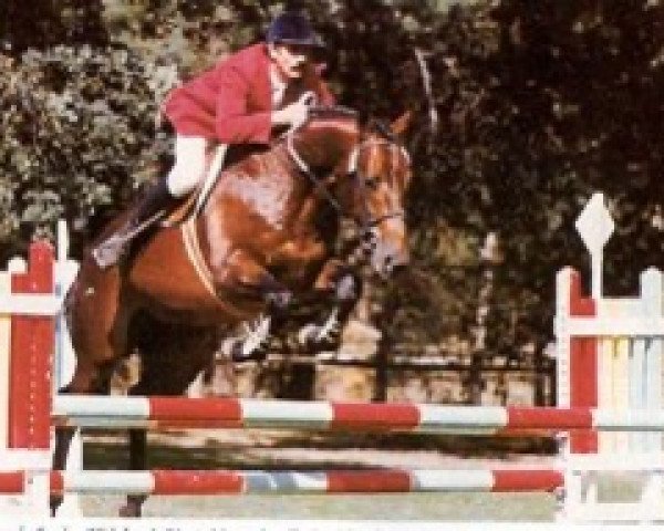 horse Ulmos du Saulcy (Selle Français, 1986, from Hidalgo de Riou)