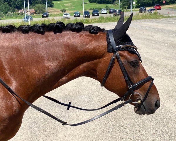 dressage horse Cupidon de Blonde (Selle Français, 2012, from Verdi)