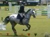 horse Ultra Blue (New Zealand Warmblood, 2007, from Mr Blue)