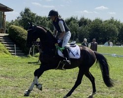 broodmare Brown Eyed Girl 2 (Trakehner, 2017, from Herbstkönig 2)