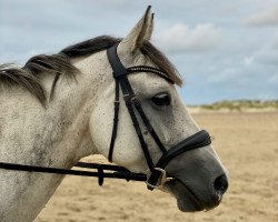 jumper Casina 23 (Hanoverian, 2014, from Casino Berlin OLD)