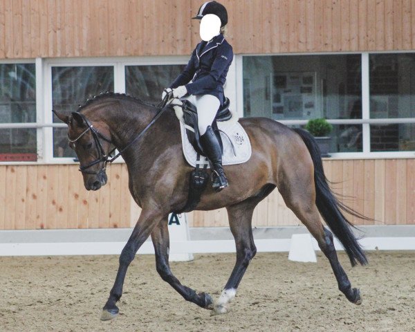 dressage horse Mika K (Westphalian, 2016)