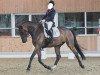 dressage horse Mika K (Westphalian, 2016)