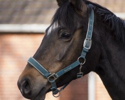 broodmare Classic (Westphalian, 2003, from Charming 8)