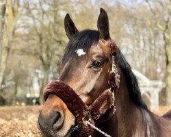 jumper Eryk 7 (Polish Warmblood, 2014, from Caretino K)