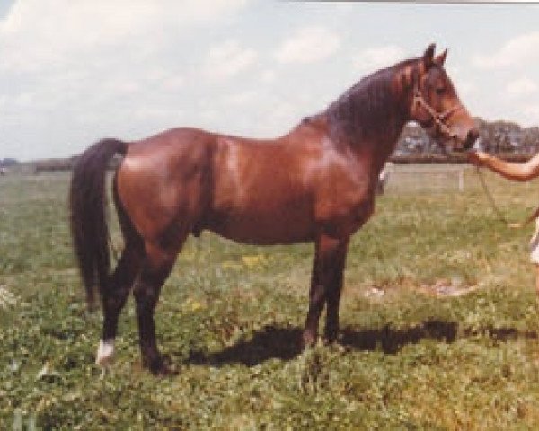 stallion Mt. Everest (Hanoverian, 1973, from Ferdi)