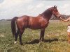 stallion Mt. Everest (Hanoverian, 1973, from Ferdi)