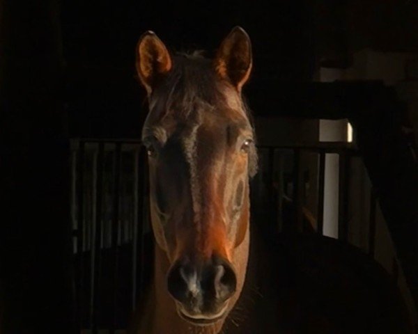 dressage horse Emotion S (Westphalian, 2013, from Ehrenstolz)