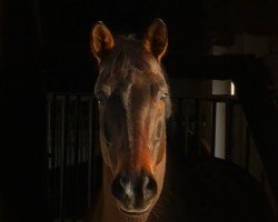 dressage horse Emotion S (Westphalian, 2013, from Ehrenstolz)