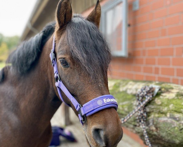 Dressurpferd Camelot E WE (Deutsches Reitpony, 2015, von Ceylon E)