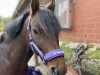 dressage horse Camelot E WE (German Riding Pony, 2015, from Ceylon E)