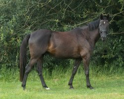 dressage horse Norbert Nordstern (German Riding Pony, 2017, from Non Stop 47)