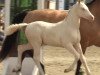 Dressurpferd Golden White Destiny (Deutsches Reitpony, 2021, von Petit Golden Glory)