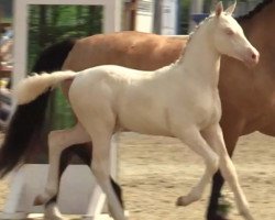 Dressurpferd Golden White Destiny (Deutsches Reitpony, 2021, von Petit Golden Glory)