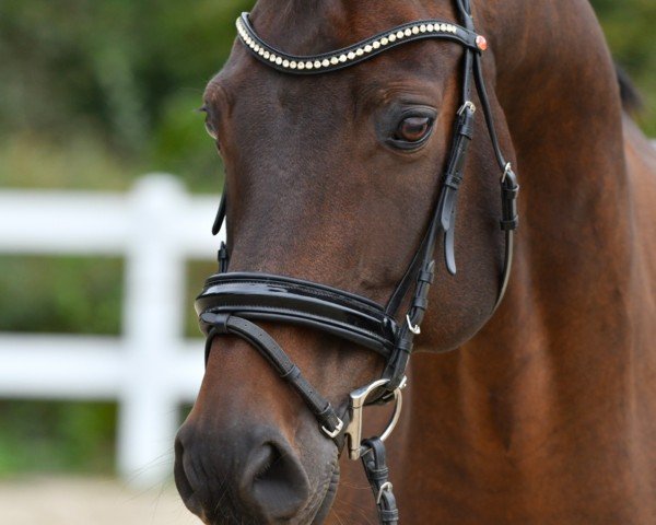 Dressurpferd Sir Firegold E (Oldenburger, 2013, von Sir Fidergold)