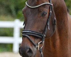 Dressurpferd Sir Firegold E (Oldenburger, 2013, von Sir Fidergold)
