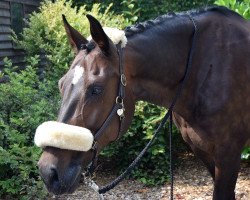 jumper Caloundra (German Sport Horse, 2009, from Criffindor)