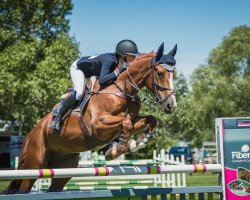 jumper Cadenza (New Zealand Warmblood, 2011, from Kannan)