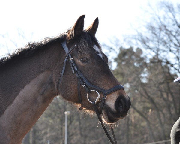 horse Dream of rose 7 (German Sport Horse, 2019)