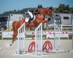 broodmare U Can Dance (New Zealand Warmblood, 2008, from Fuego du Prelet)